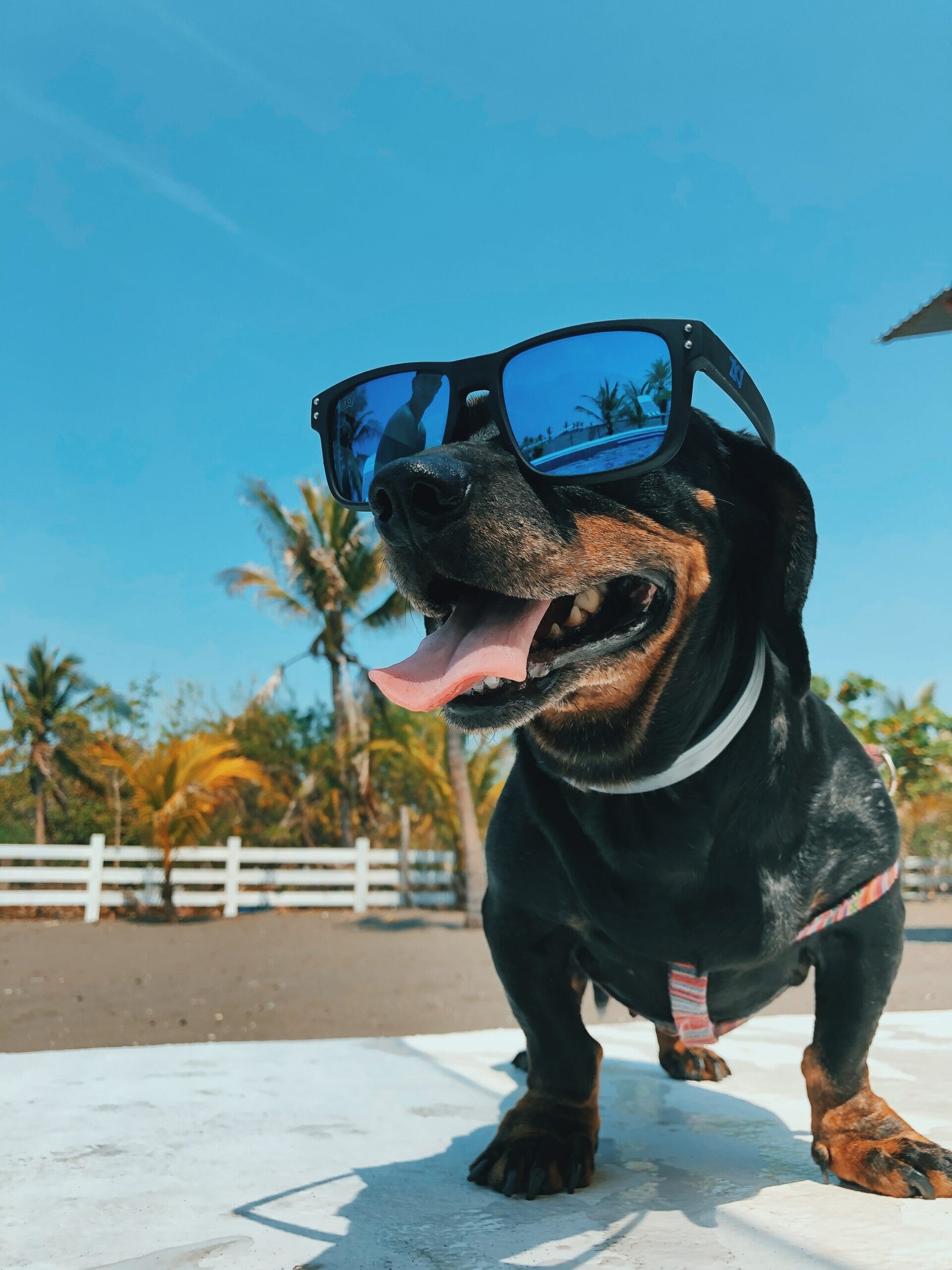 dog wearing sunglasses